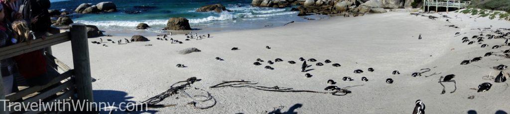 boulder's beach africa penguin 非洲 企鵝 