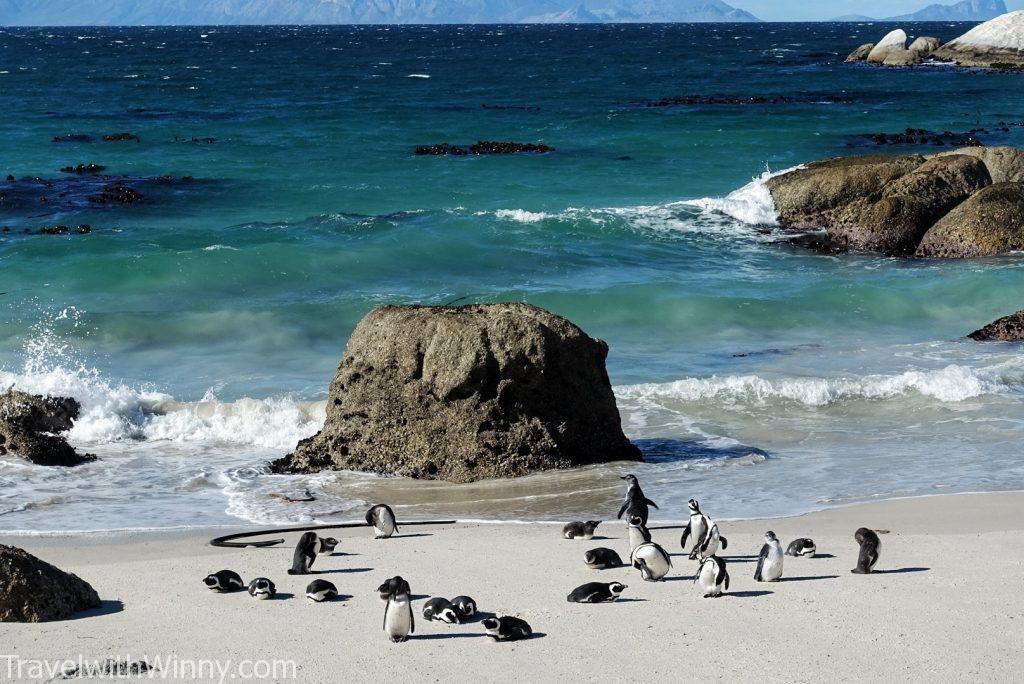 boulder's beach africa penguin 非洲 企鵝