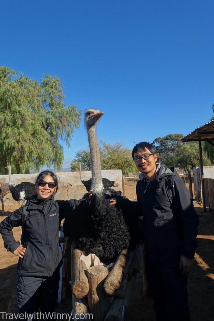 鴕鳥 農場 南非 ostrich farm south africa Oudtshoorn 