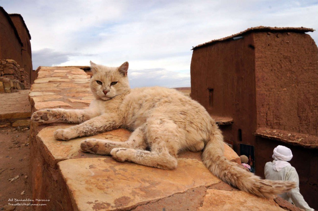 morocco cats 摩洛哥 貓咪