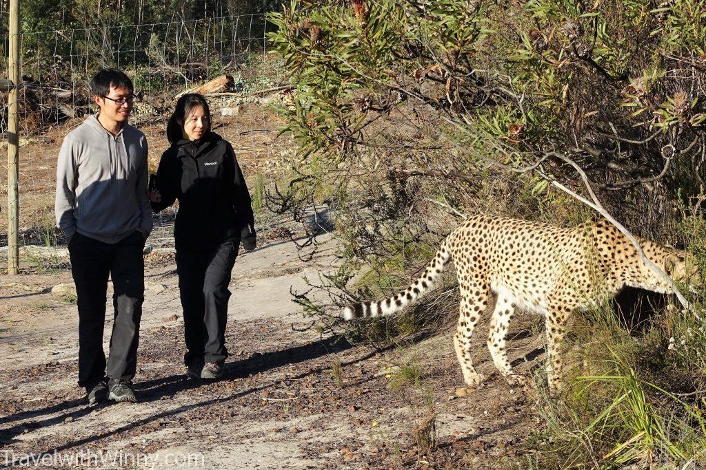 walking with cheetah 獵豹 散步 南非 south africa