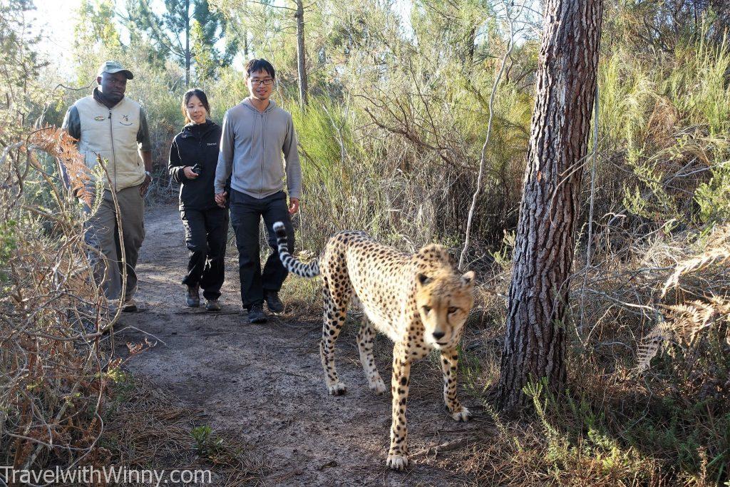 walking with cheetah 獵豹 散步 南非 south africa