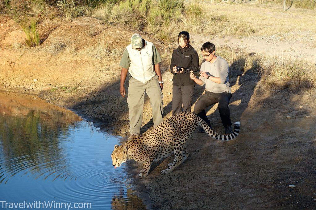 walking with cheetah 獵豹 散步 南非 south africa