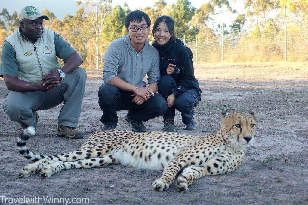 walking with cheetah 獵豹 散步 南非 south africa