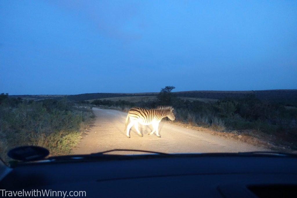 非洲 zebra 斑馬 self drive safari 自駕