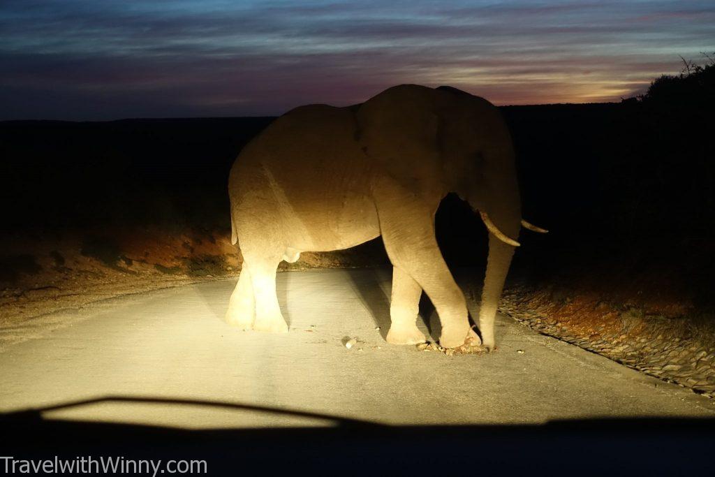 南非 south africa Addo Elephant Park 阿多大象國家公園