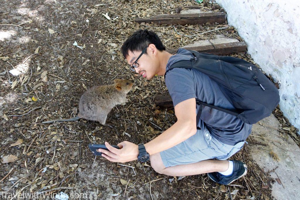 短尾矮袋鼠 quokka selfie 自拍