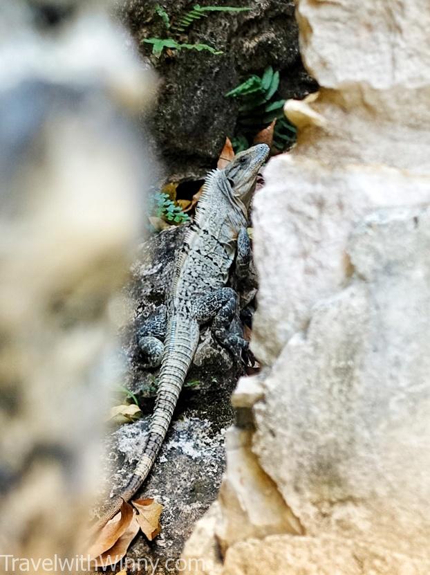 陸蜥 蜥蜴 iguana lizard