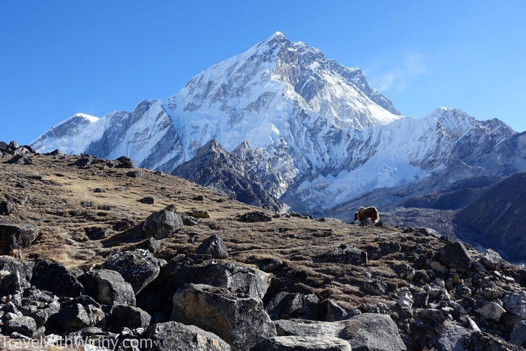 EBC 聖母峰 himalayas 喜馬拉雅山 yak 犛牛