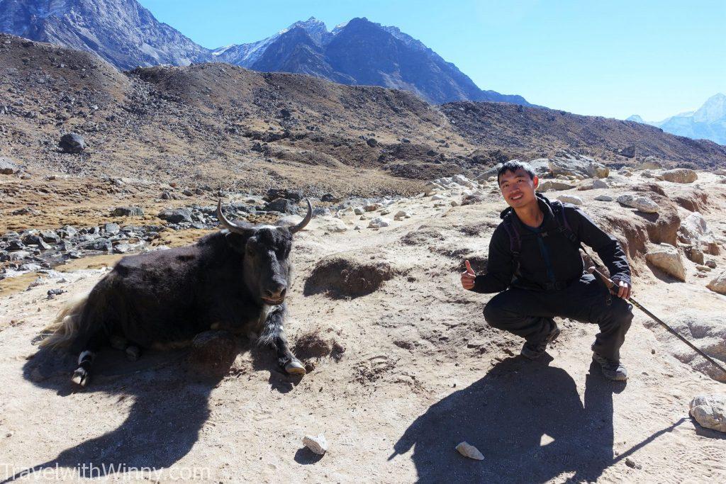 EBC 聖母峰 himalayas 喜馬拉雅山 yak 犛牛