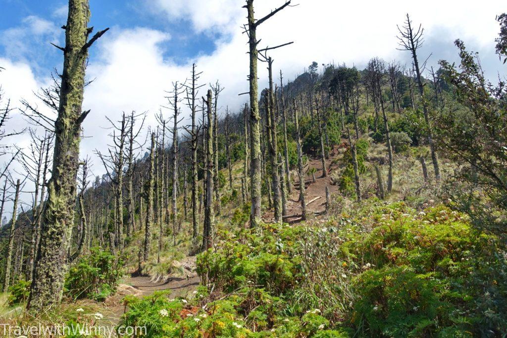 阿卡特南戈 Acatenango guatemala 瓜地馬拉