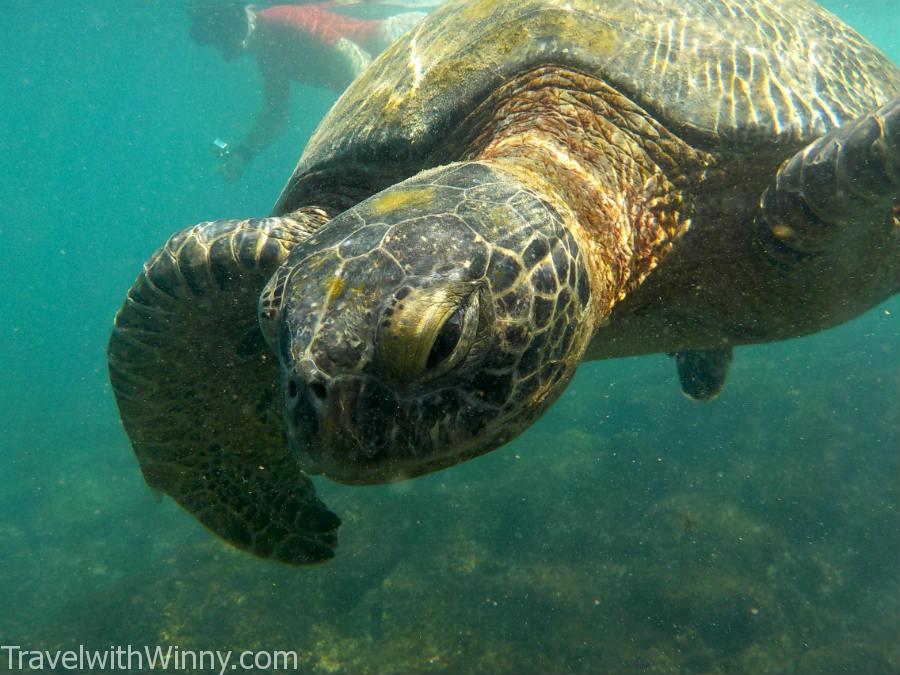 Sea turtle 海龜 浮潛