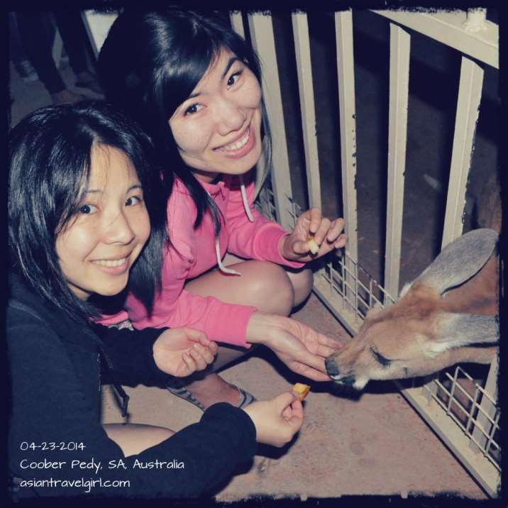 餵袋鼠 kangaroo orphanage