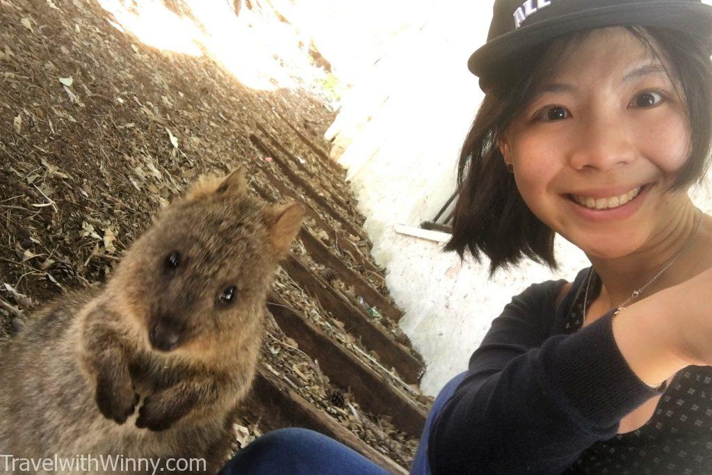 短尾矮袋鼠 quokka selfie 自拍