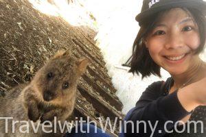 短尾矮袋鼠 quokka selfie 自拍