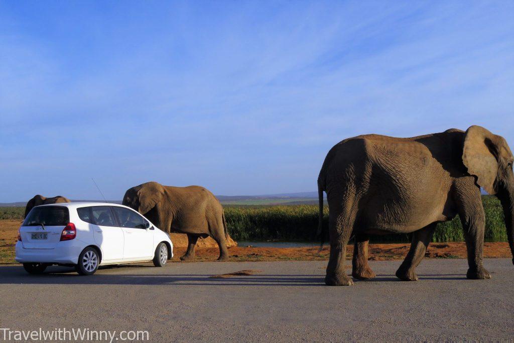 addo elephant south africa 南非 大象 車子 car