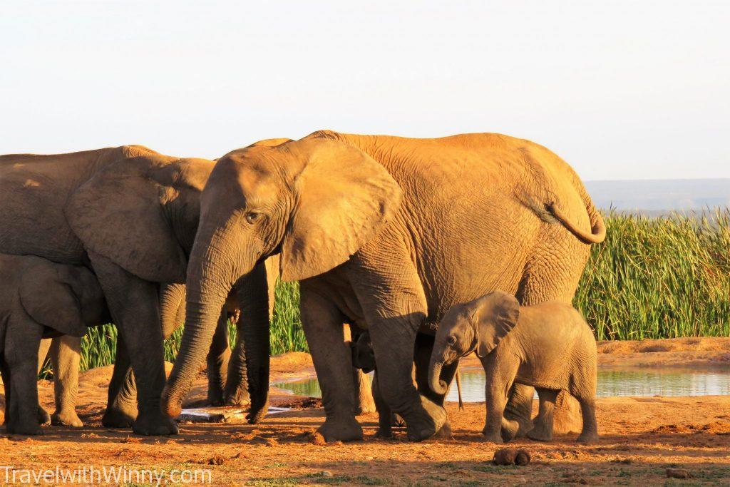 南非 south africa Addo Elephant Park 阿多大象國家公園