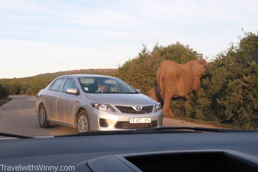 南非 south africa Addo Elephant Park 阿多大象國家公園