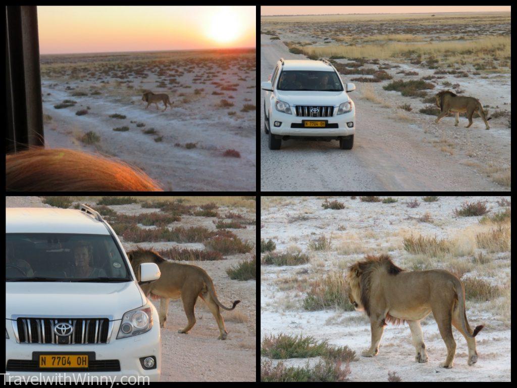 非洲 獅子 african lion sunset 夕陽