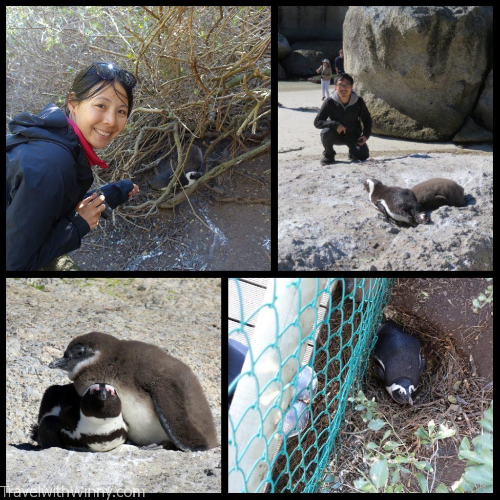 boulder's beach africa penguin 非洲 企鵝 