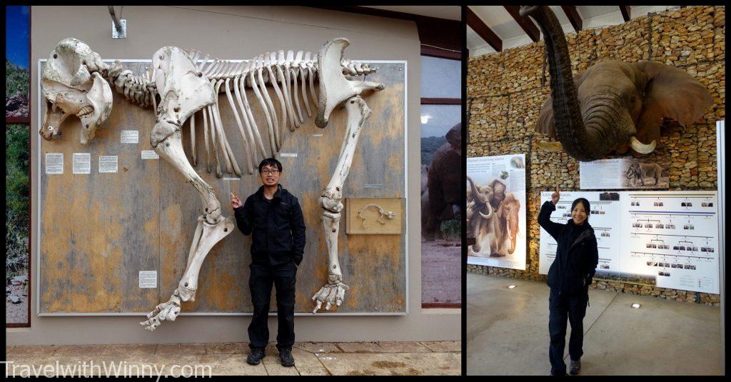 南非 south africa Addo Elephant Park 阿多大象國家公園