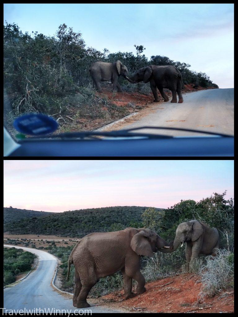 南非 south africa Addo Elephant Park 阿多大象國家公園