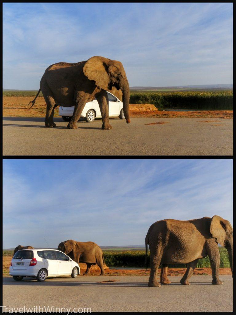 南非 south africa Addo Elephant Park 阿多大象國家公園