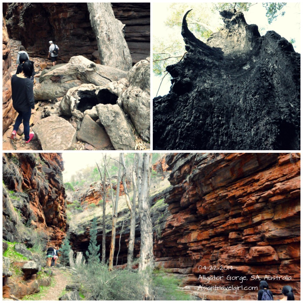 弗林德斯山脈 Flinders Ranges